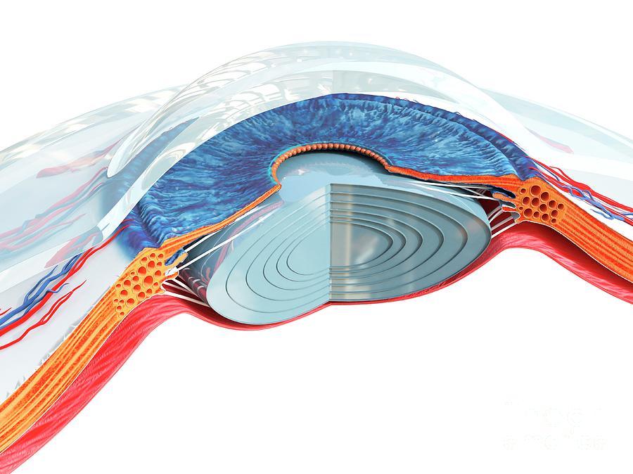 Eye Anatomy #1 Photograph by Sebastian Kaulitzki/science Photo Library