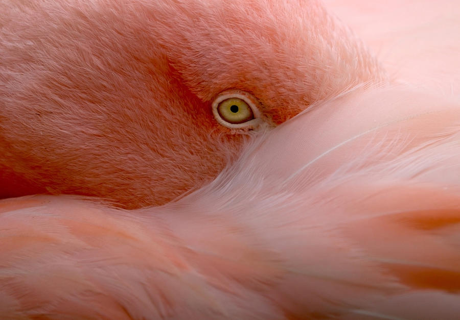 Flamingo Photograph - Eye Contact #1 by Robin Wechsler