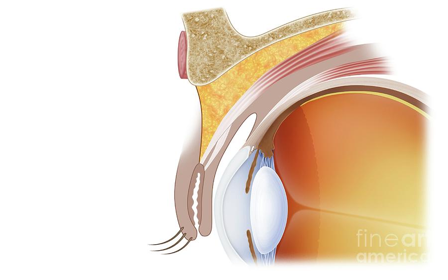 eye-socket-anatomy-photograph-by-maurizio-de-angelis-science-photo