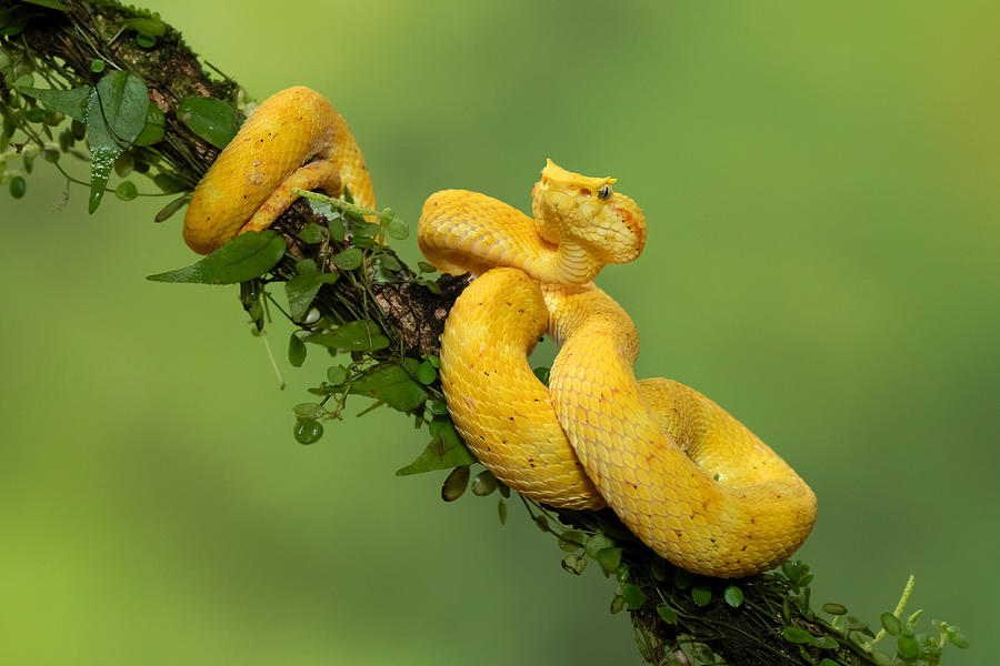 Snake Photograph - Eyelash Viper #1 by Milan Zygmunt