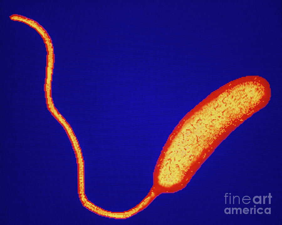 vibrio cholerae bacteria