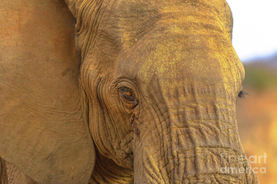 Face of African Elephant #1 Photograph by Benny Marty