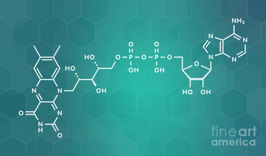 Fad Redox Coenzyme Molecule #1 by Molekuul/science Photo Library