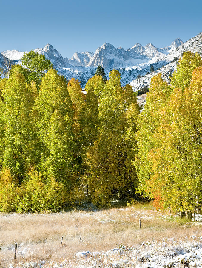 Fall Aspen And First Snows Of Winter #1 Photograph by Josh Miller Photography