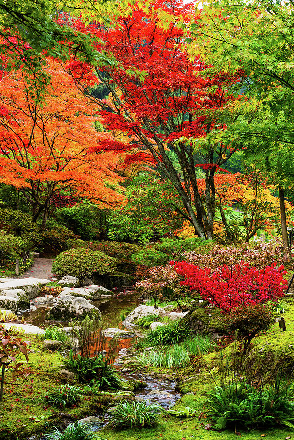 Fall at Seattle Japanese Garden #3 Digital Art by Michael Lee