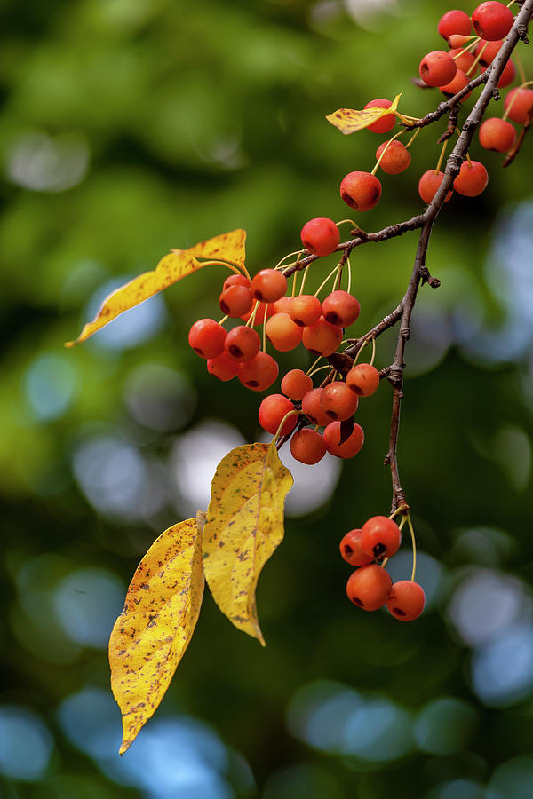Fall Berries #1 Photograph by Robert Ullmann
