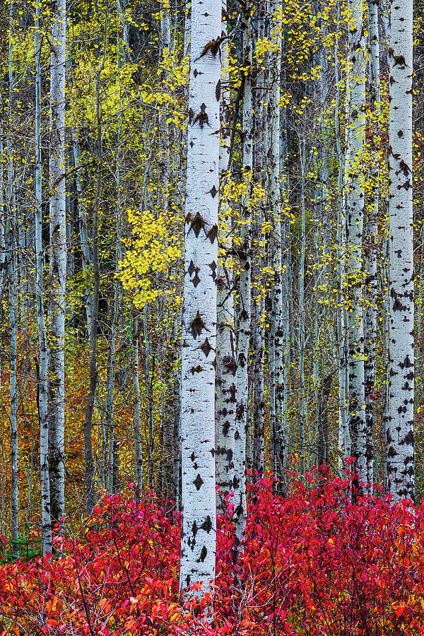 Fall Birchwood Digital Art by Michael Lee