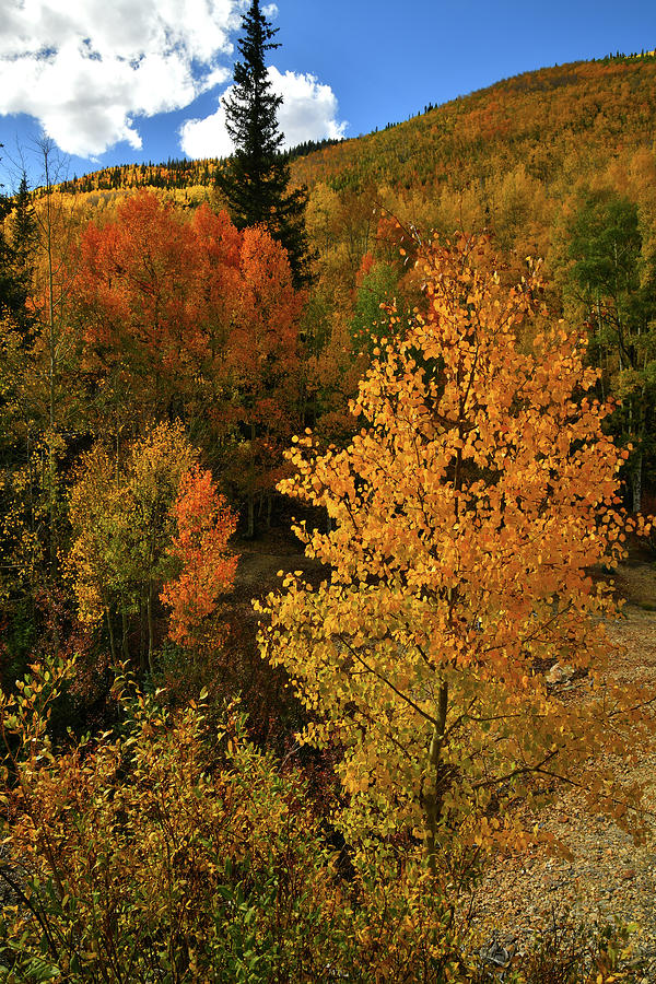 Fall Colors at Red Mountain Pass #1 Photograph by Ray Mathis