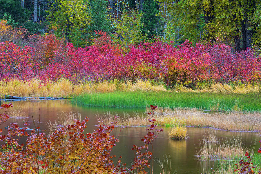 Fall Colors in Central Cascade Digital Art by Michael Lee