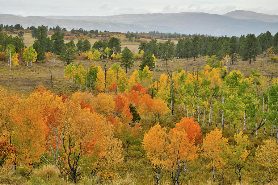 Fall Colors near Ridgway Colorado #1 Photograph by Ray Mathis