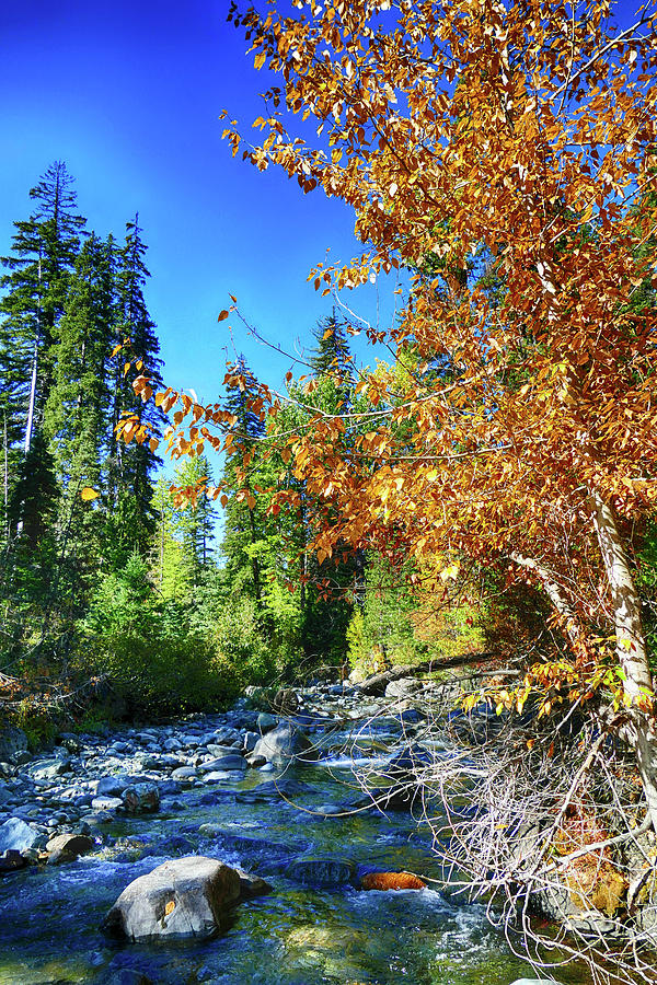 Fall colors of trees along a stream  #1 Photograph by Steve Estvanik