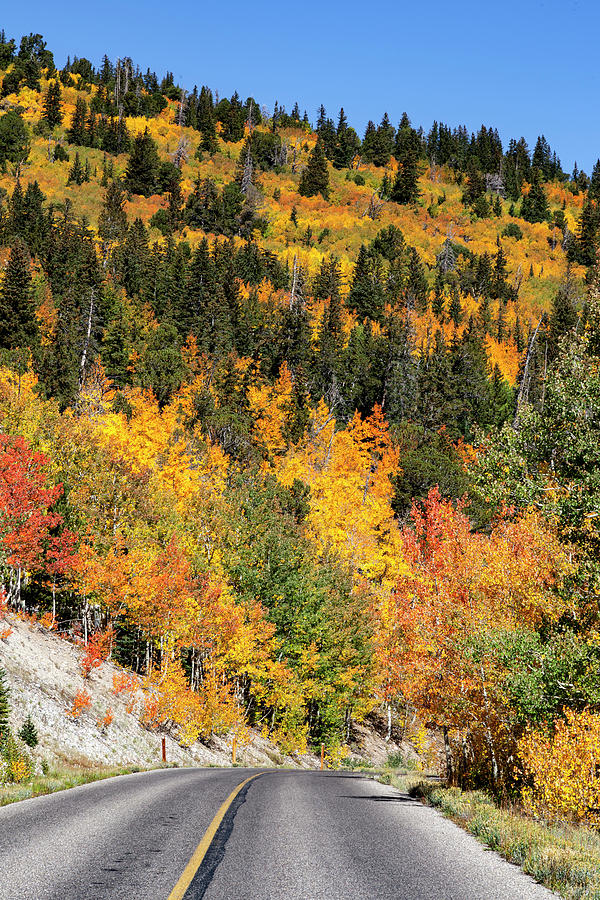 Fall Colors on Wheeler Peak Road #1 Photograph by Rick Pisio