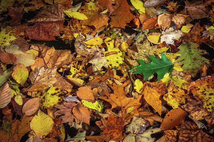 Fall Leaves on Prickett Creek Photograph by Steve Konya II - Fine Art ...