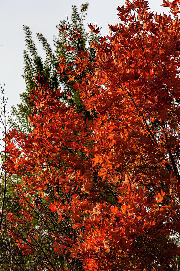 Fall Maple Leaves #1 Photograph by Robert Ullmann