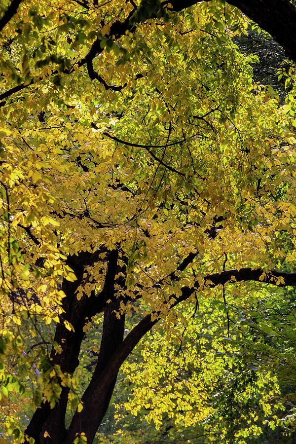 Fall Trees and Leaves #1 Photograph by Robert Ullmann