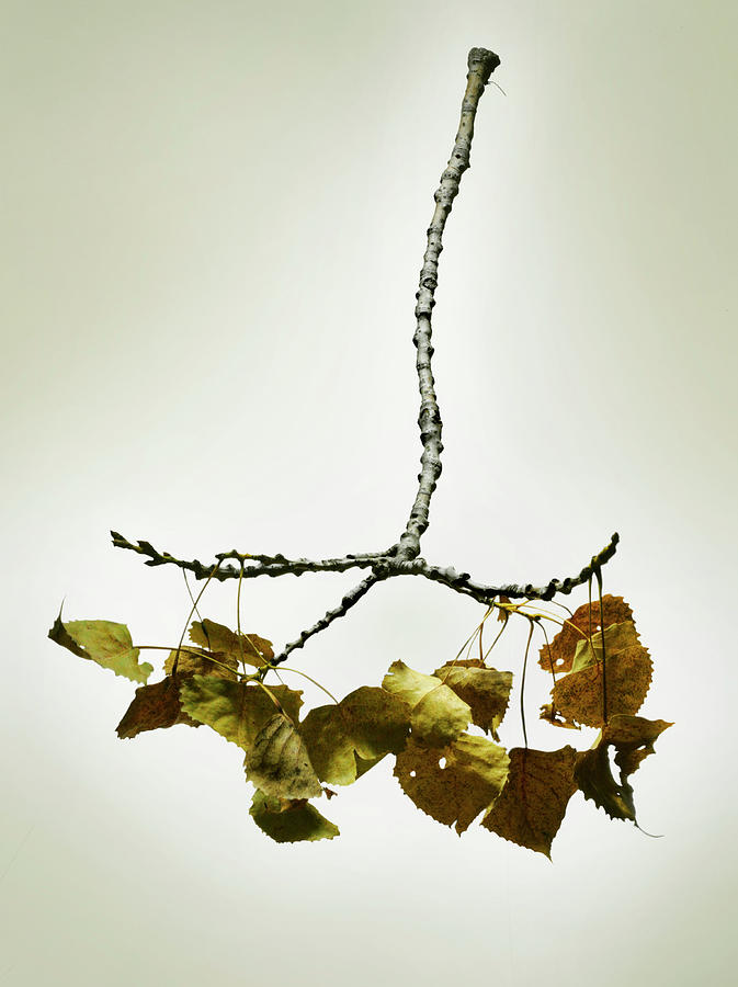 Fallen Dried Branch #1 Photograph by Renold Zergat