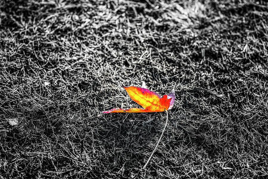 Black And White Photograph - Fallen In Autumn #1 by Joseph S Giacalone