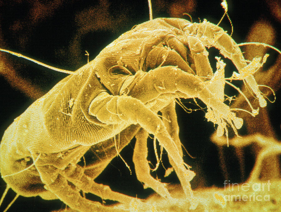 False-colour Sem Of Dust Mite #1 Photograph by Power And Syred/science Photo Library
