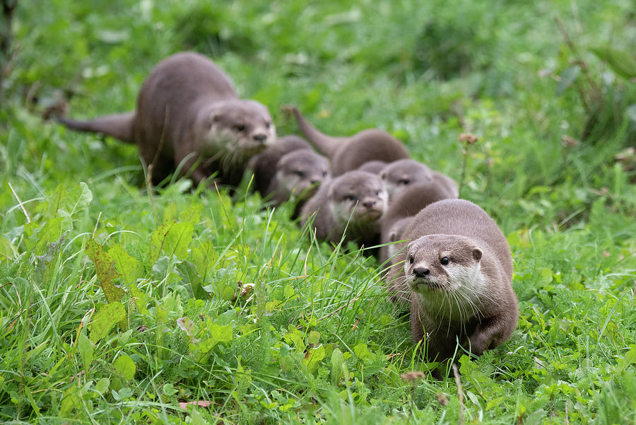 Family Of Asian Small-clawed Otter Walking Through Grass Photograph by ...