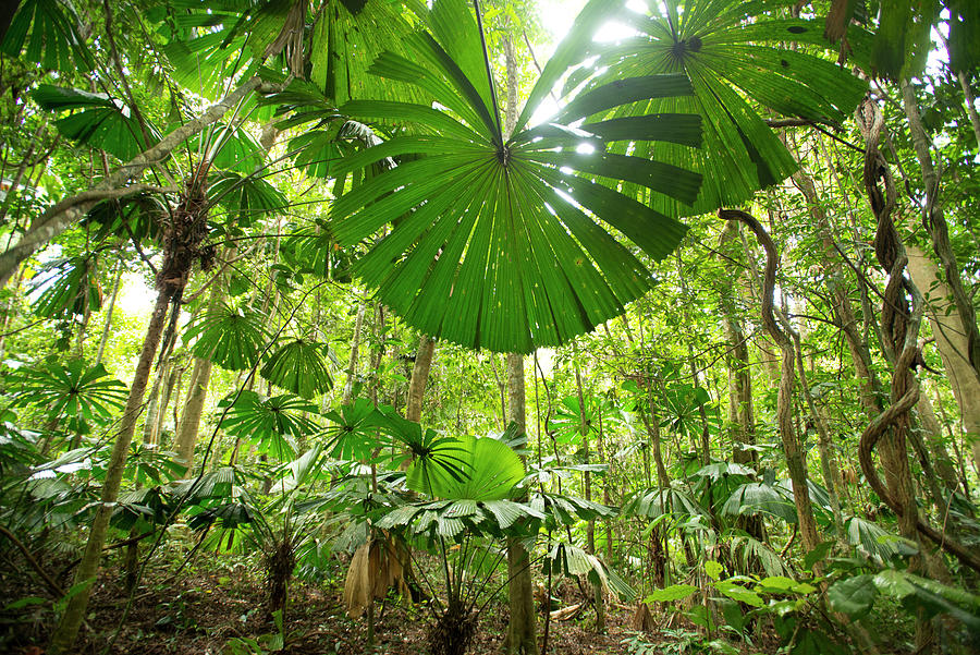 Fan Palms In The Lowland Rainforest Of The Daintree National Park ...