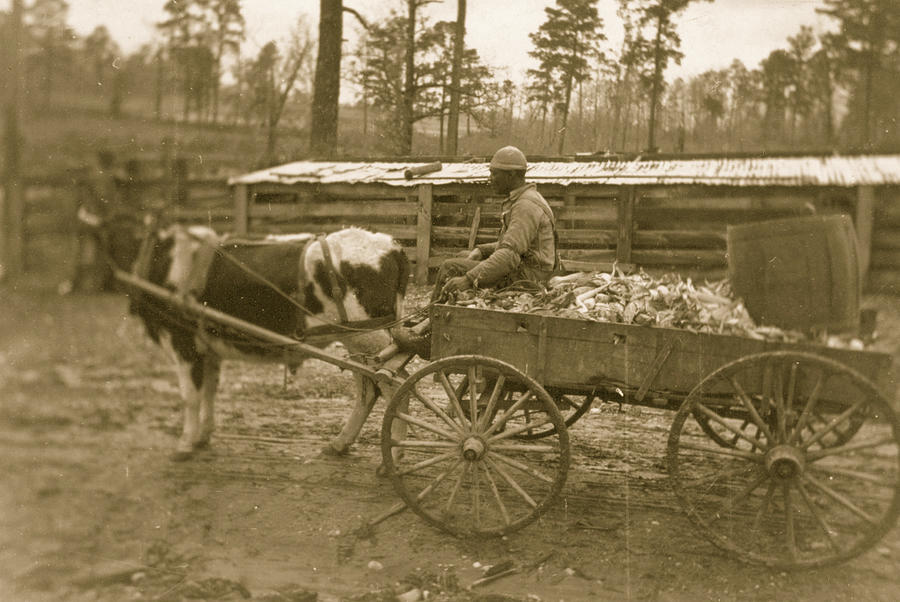 Farm wagon, driven by an African American man, Reed Camp, South Carolina #1 Painting by Unknown