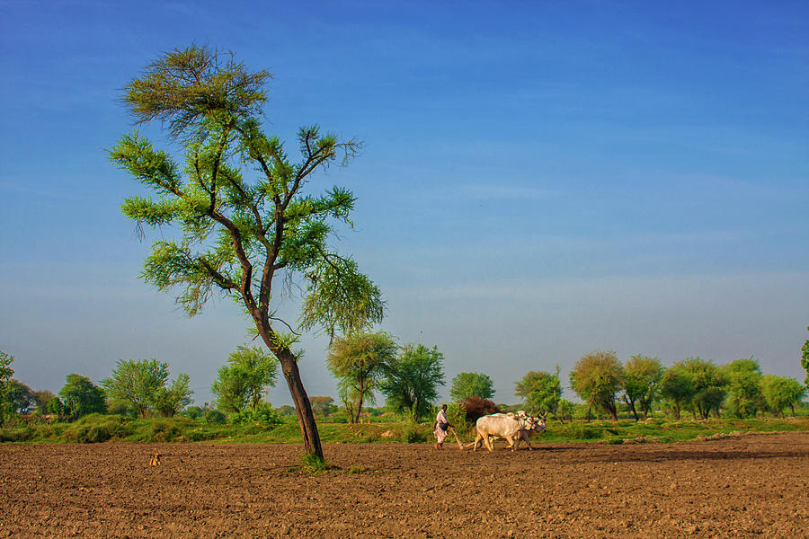 Farmer Ploughing With Bulls #1 Photograph by Sm Rafiq Photography.