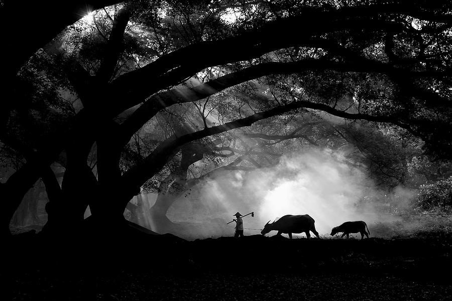 Farmer With His Buffalos #1 Photograph by Jinny Tan
