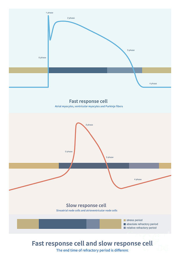 Fast Response Cell And Slow Response Cell Photograph By Chongqing Tumi Technology Ltd Science