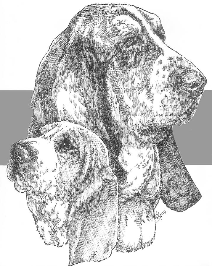 Basset and Pup Drawing by Barbara Keith