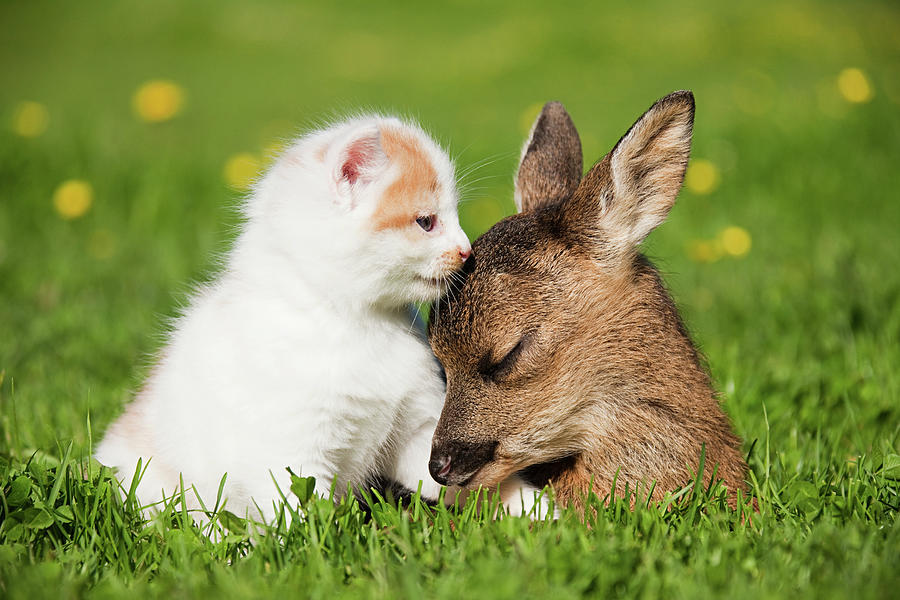 Animal Digital Art - Fawn And Kitten Sitting On Grass #1 by 