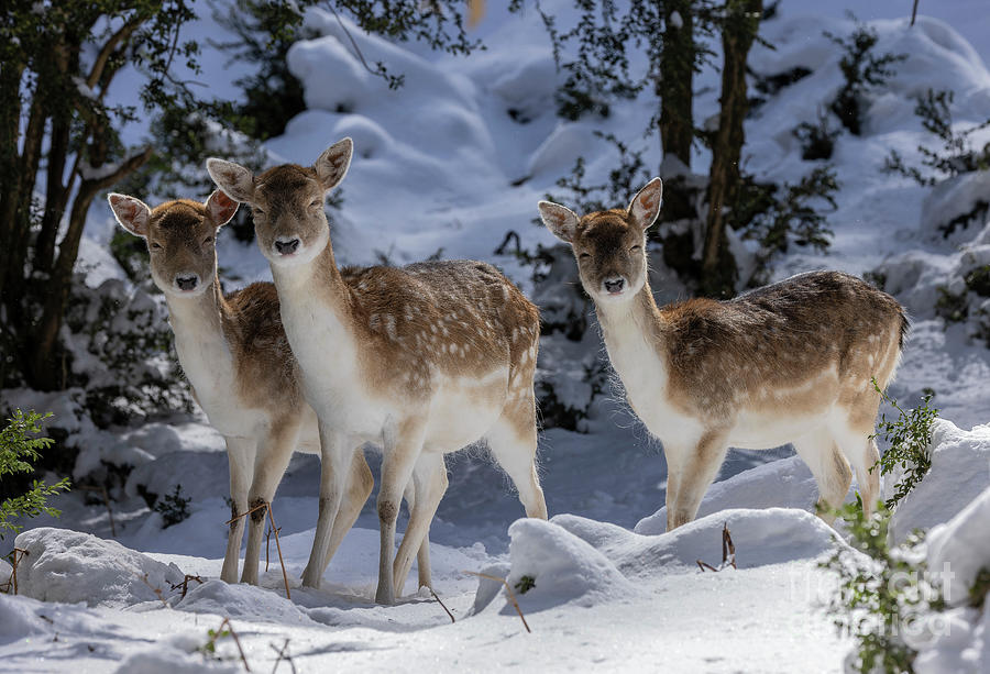 Fallow deer in winter forest. Beautiful animal in snowy forest