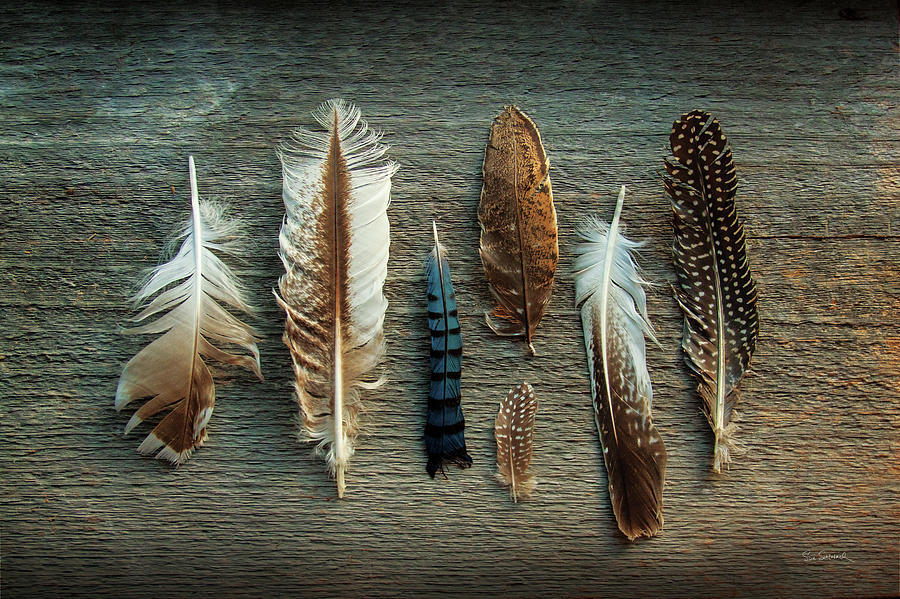 Feather Photograph - Feather Collection I #1 by Sue Schlabach