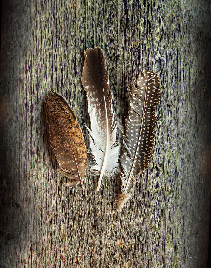 Feather Photograph - Feather Collection II #1 by Sue Schlabach