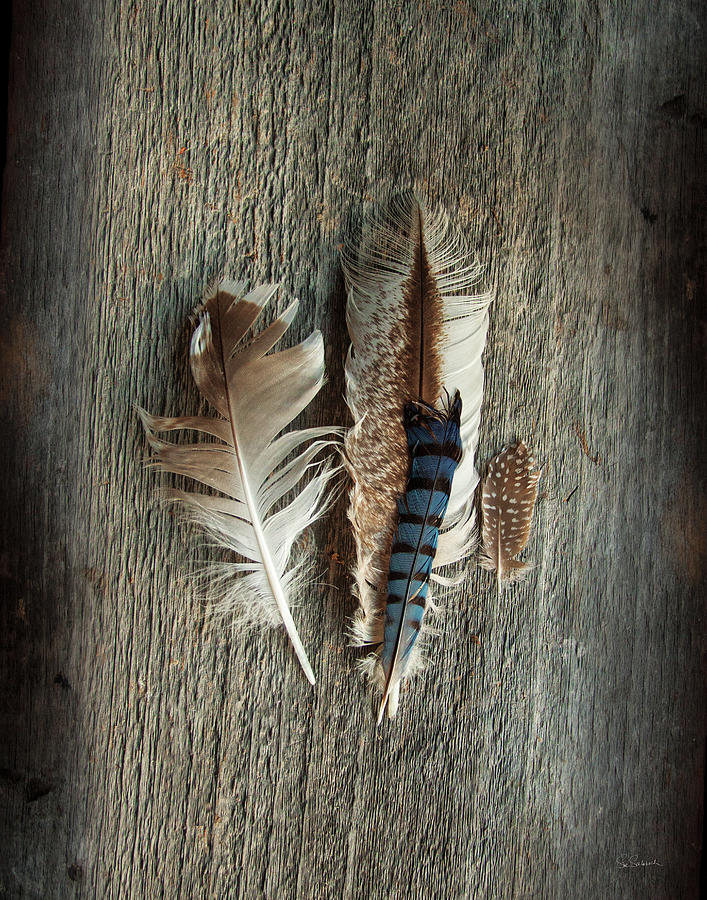 Feather Photograph - Feather Collection IIi #1 by Sue Schlabach