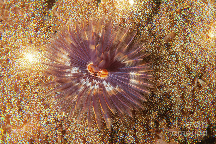 Feather Duster Worm #1 Photograph by Andy Davies/science Photo Library