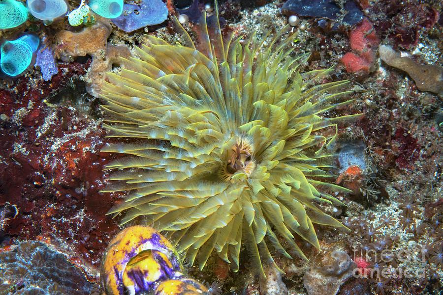 Feather Duster Worm #1 Photograph by Georgette Douwma/science Photo Library