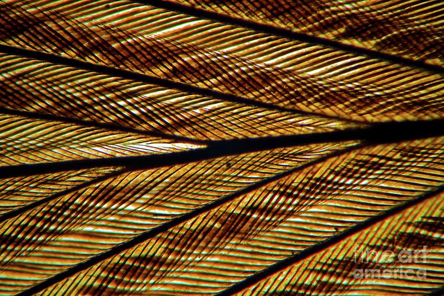 Feather Vane #1 Photograph by Dr Keith Wheeler/science Photo Library