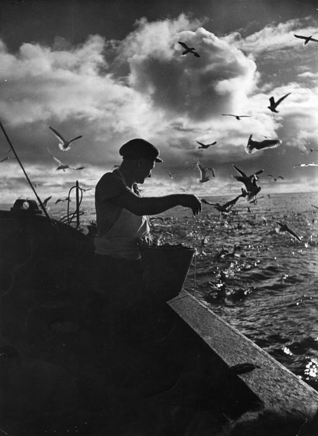 Feed The Birds #1 Photograph by Bert Hardy