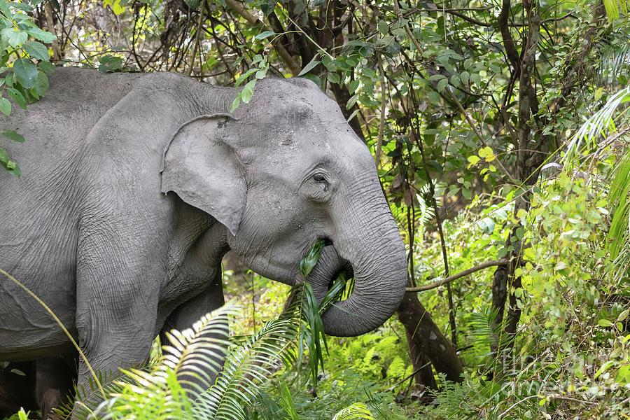 Feeding Indian Elephant Photograph by Dr P. Marazzi/science Photo ...