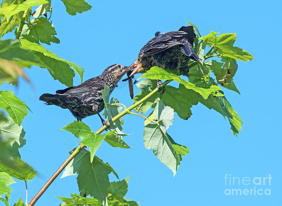 Bird Photograph - Feeding Time by Nina Stavlund