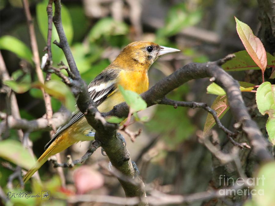 Female Baltimore Oriole Northern Race #5 Photograph by J McCombie