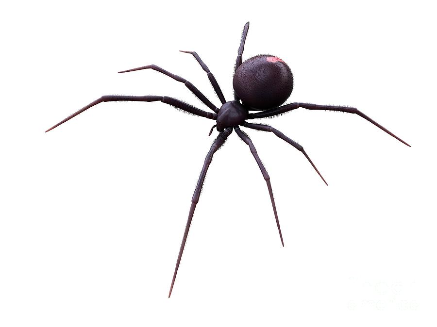 Black Widow Photograph - Female Black Widow Spider #1 by Sebastian Kaulitzki/science Photo Library