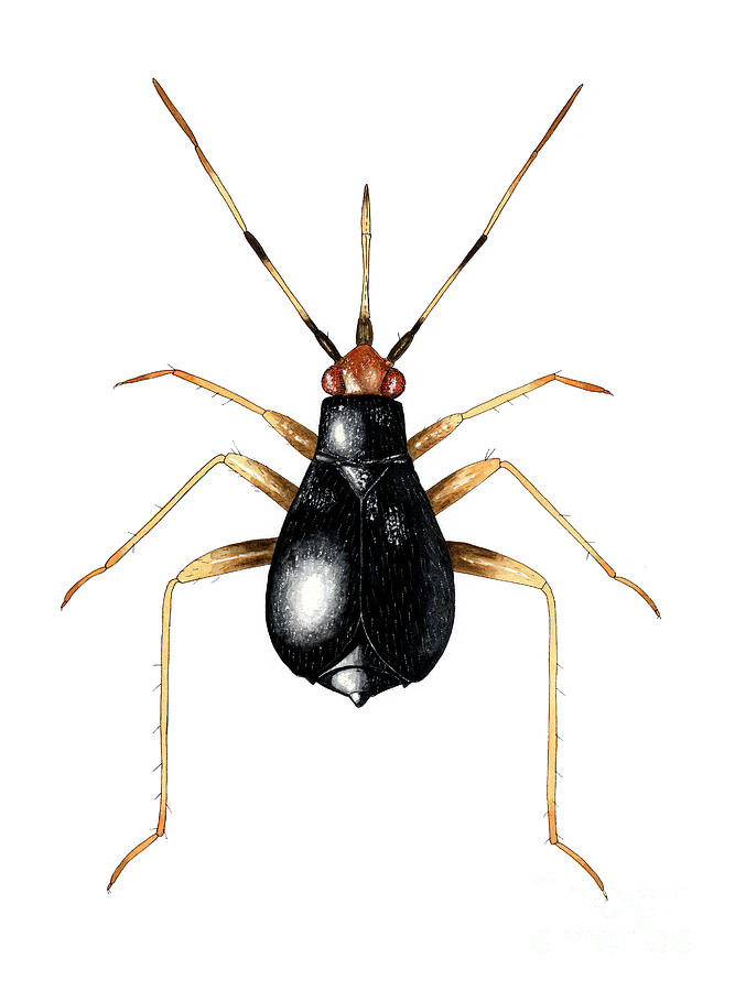 Female Capsid Bug #1 Photograph by Science Photo Library Female Capsid Bug #1 Photograph by Science Photo Library