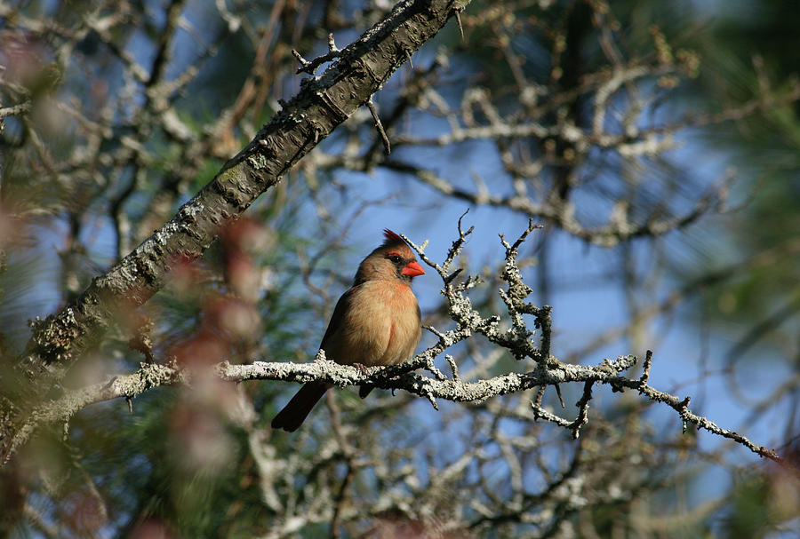 Female Cardinal Photograph