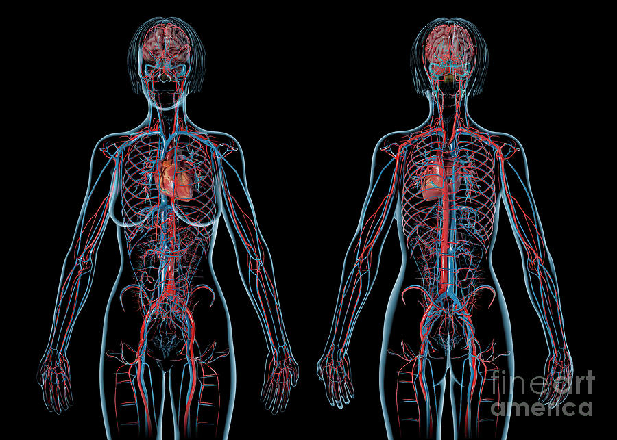 Female Cardiovascular System Photograph By Leonello Calvettiscience Photo Library Pixels