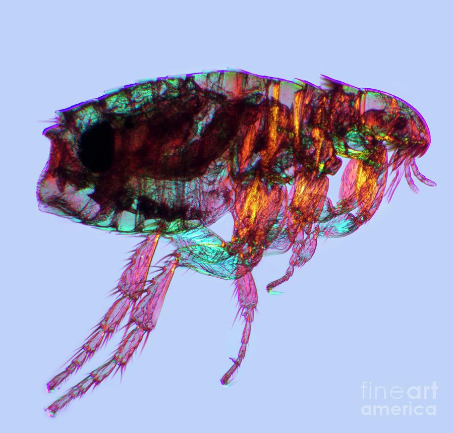 Female Flea #1 Photograph by Dr Keith Wheeler/science Photo Library