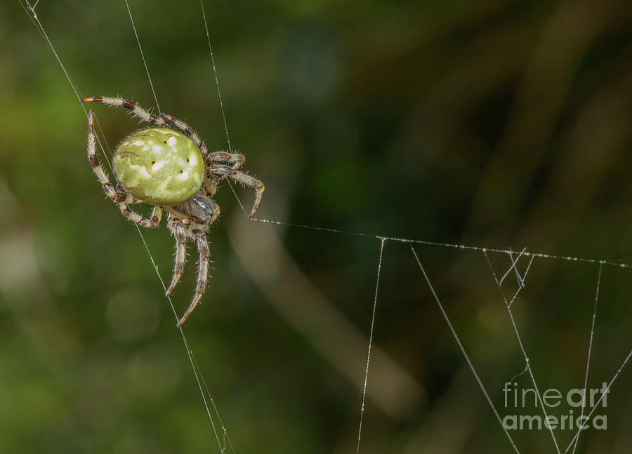 Female Four-spot Orb-weaver Spider On Its Web Photograph by Bob Gibbons ...