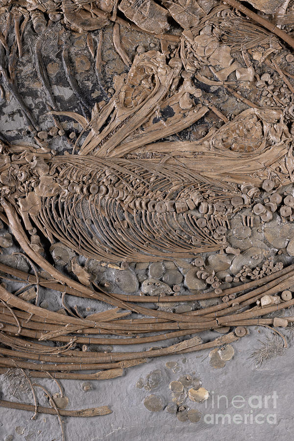 Female Ichthyosaurus Sp. Rib Cage With Embryos #1 Photograph by Pascal ...