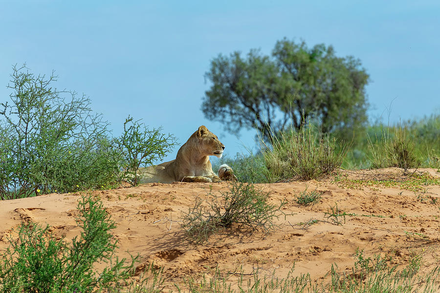 Female Lion Lying in Kalahari desert, South Africa wildlife Photograph by  Artush Foto - Pixels
