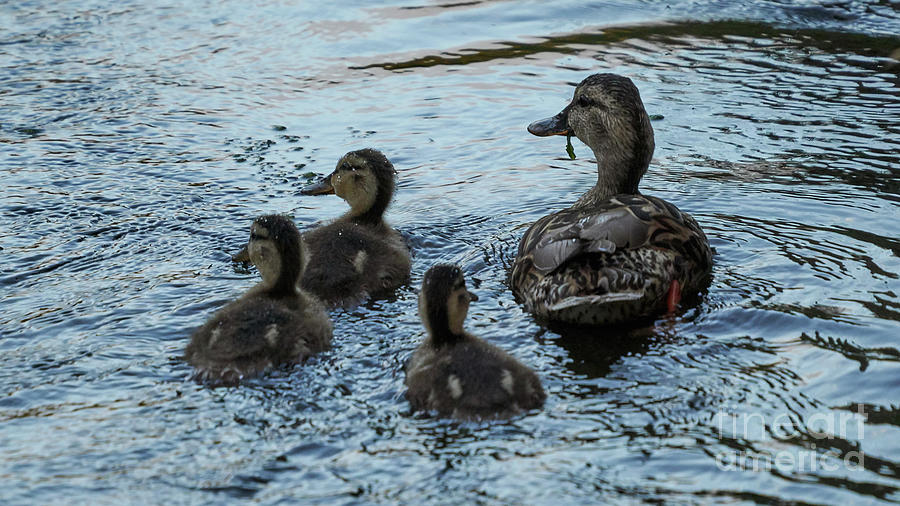 Female Mallard and Ducklings Swimming #1 Photograph by Pablo Avanzini